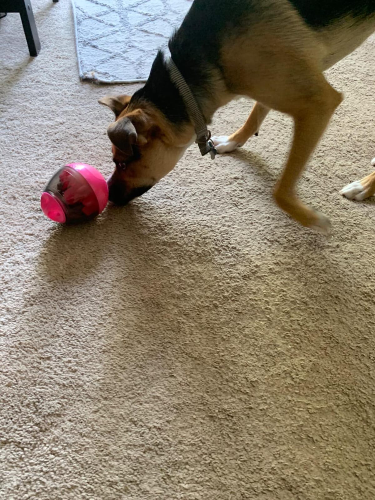 AIBOONDEE Automatic Pet Slow Feeder Treat Ball, Cat Dog Toy for Pet Increases IQ Interactive, Food Treat Dispensing Dog Toy(Rose) customer photo 1