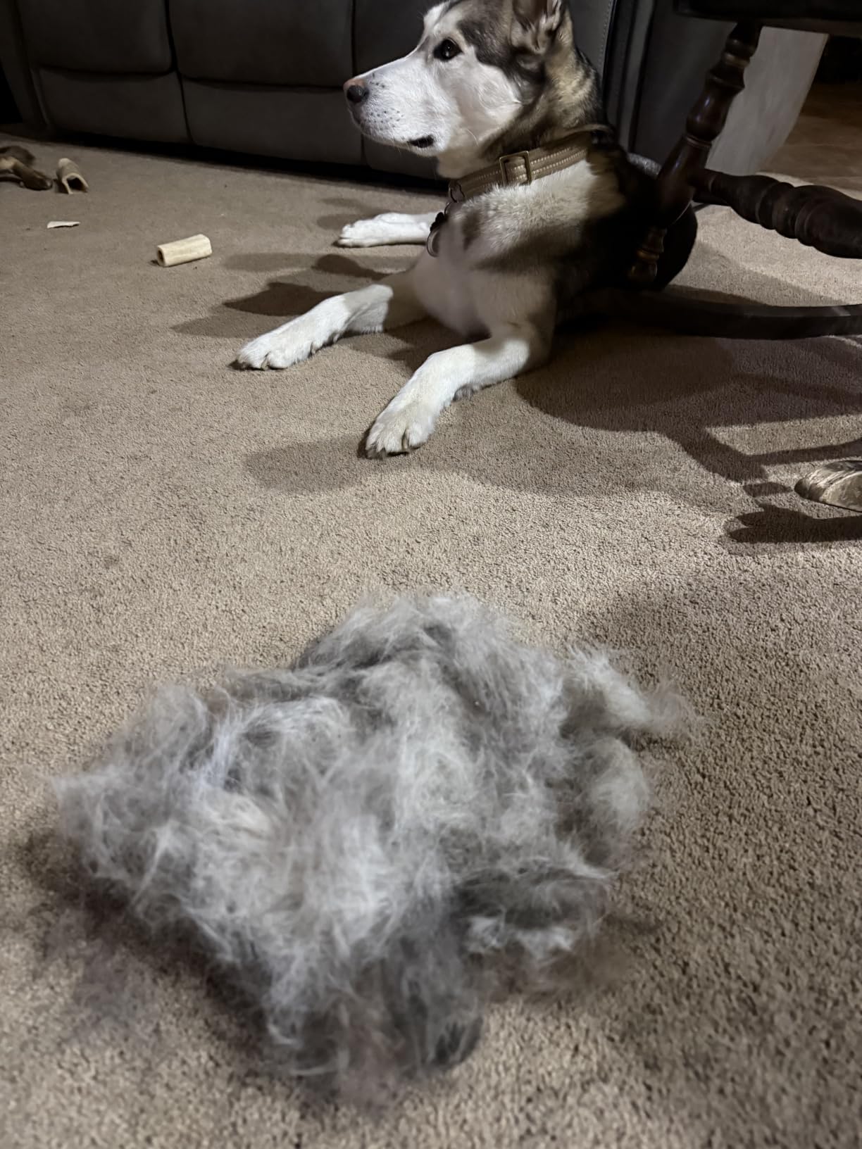 Maxpower Planet Dog Grooming Rake, Deshedding Undercoat Brush, Dogs & Cats customer photo 1