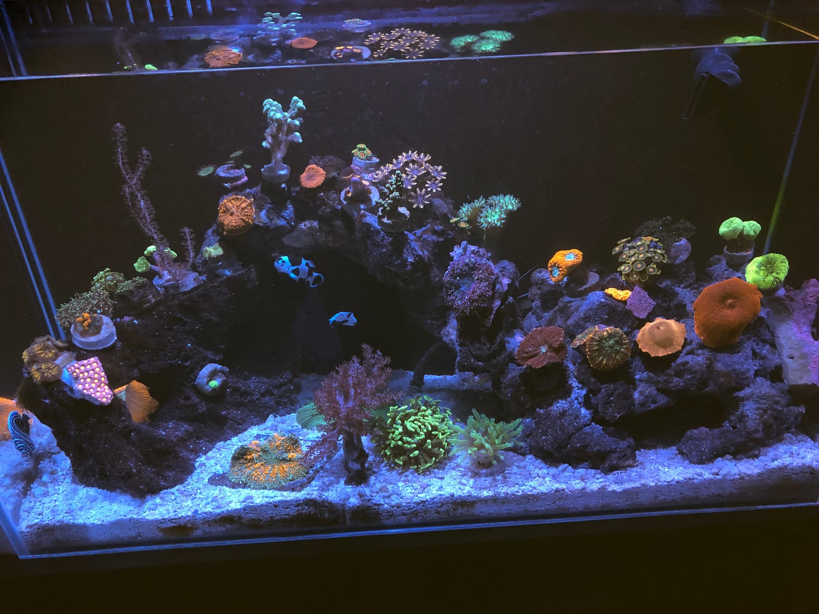 Empire USA - 24 Gallon All-in-One Aquarium Kit, Rimless Low Iron Glass AIO Saltwater & Freshwater Fish Tank, Complete Nano Reef Tank Setup for Home or Office customer photo 2