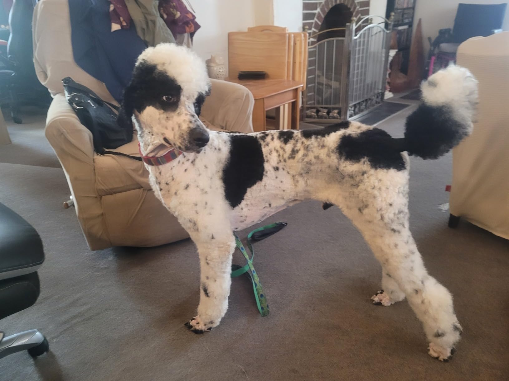 2-in-1 Dog Hair Dryer with Brush for Small Dogs and Cats, Pet Blow Dryer customer photo 2