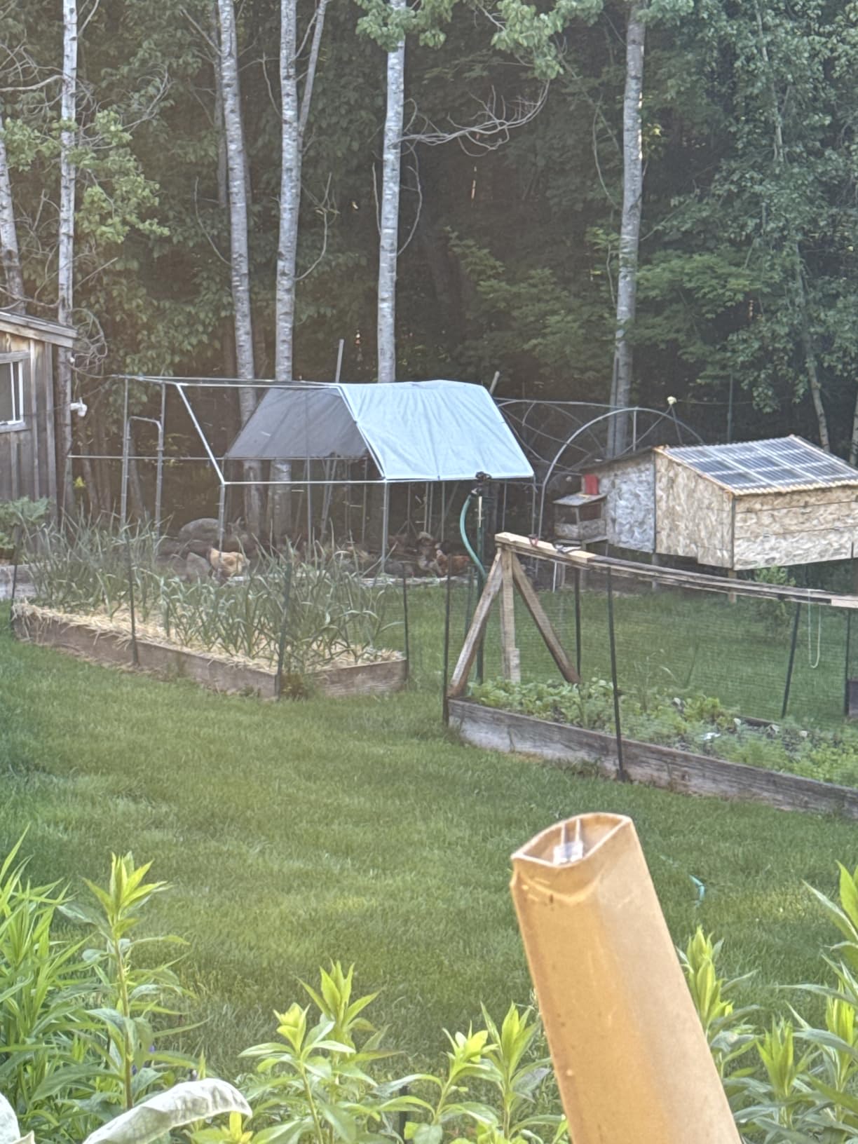Run-Chicken Door T50 – Automatic Chicken Coop Door Opener, Battery Powered & Weatherproof Aluminum, Smart App & Timer Control, Predator Proof, Easy Install, Reliable All-Season Performance (Red) customer photo 2