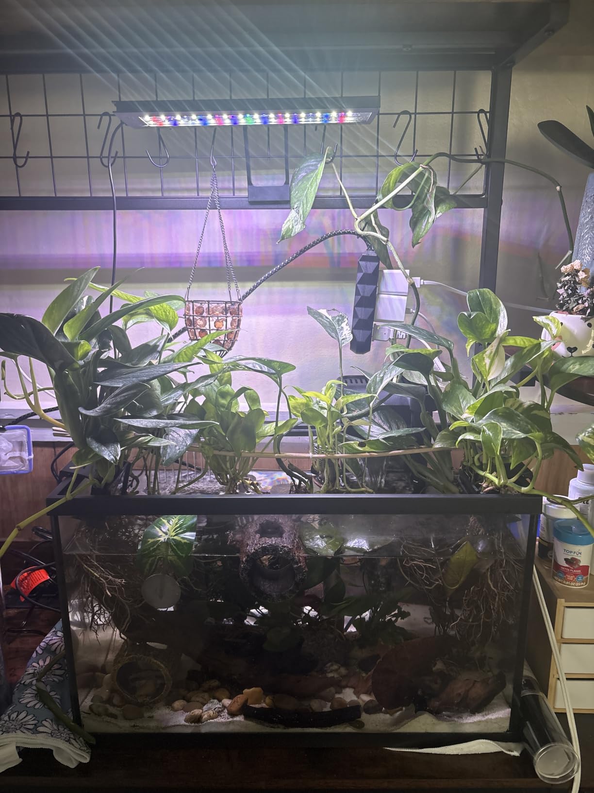 hygger Clip On 24/7 Lighting Aquarium LED Light,Sunrise-Daylight-Moonlight and DIY Mode, Adjustable Timer/Brightness Fish Tank Light with 7 Colors for Planted Tank (14W for 12~20in Tank) customer photo 1