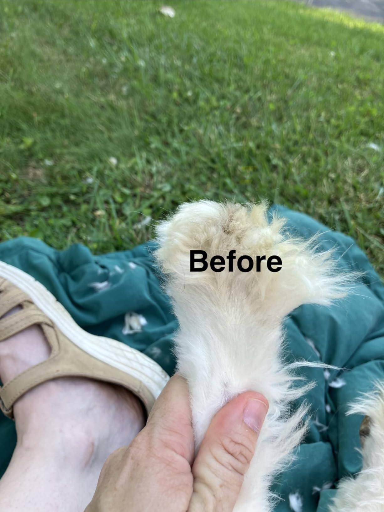 oneisall Dog Clippers and Paw Trimmer Kit for Small Large Dogs Cats customer photo 1
