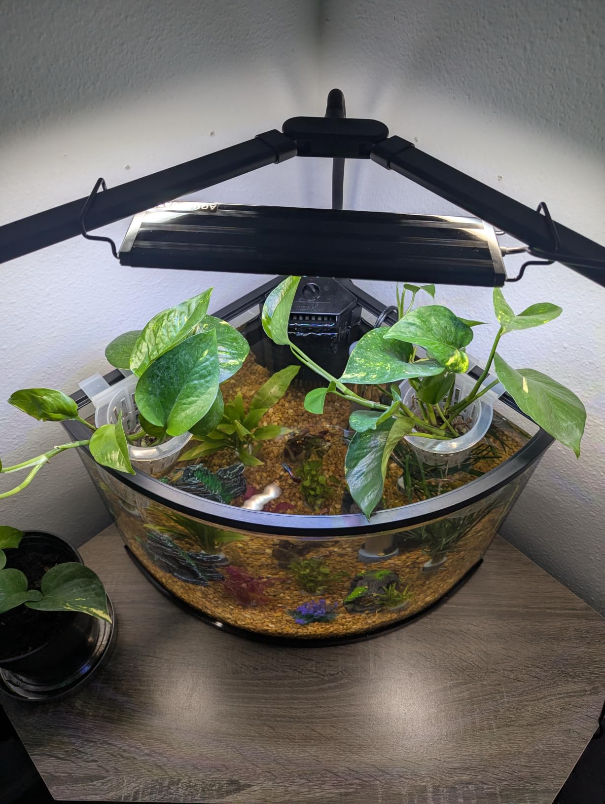 AQUANEAT LED Aquarium Light for 18 to 24 Inch Fish Tank, Auto On Off with Timer, Full Spectrum, Adjustable Brightness, Daylight Moonlight Mode, for Fresh Water Low-to-Mid Light Plants customer photo 1