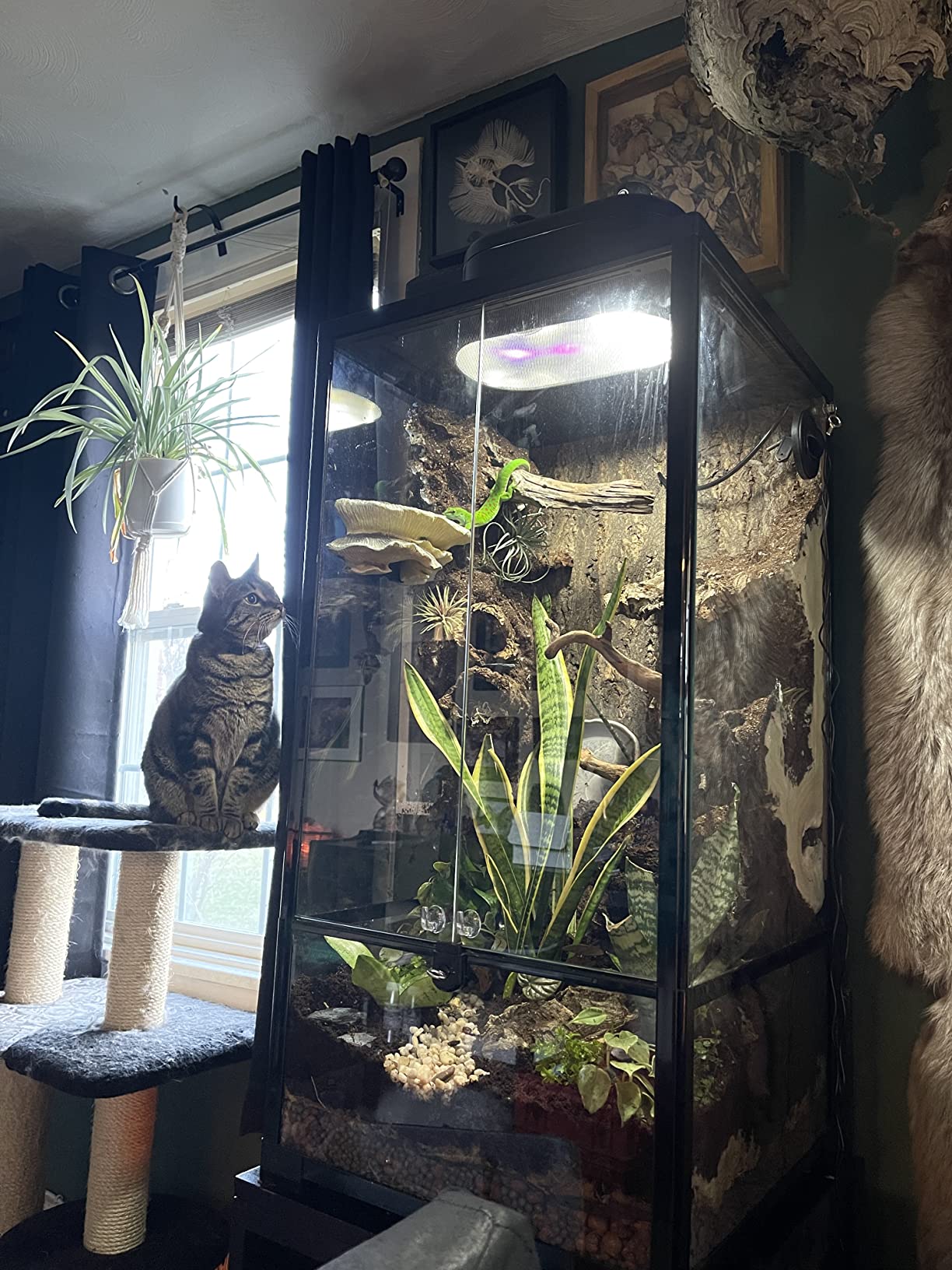 WACOOL Tempered Glass 40 Gallon Reptile Tank, Front Opening Reptile Terrarium 30