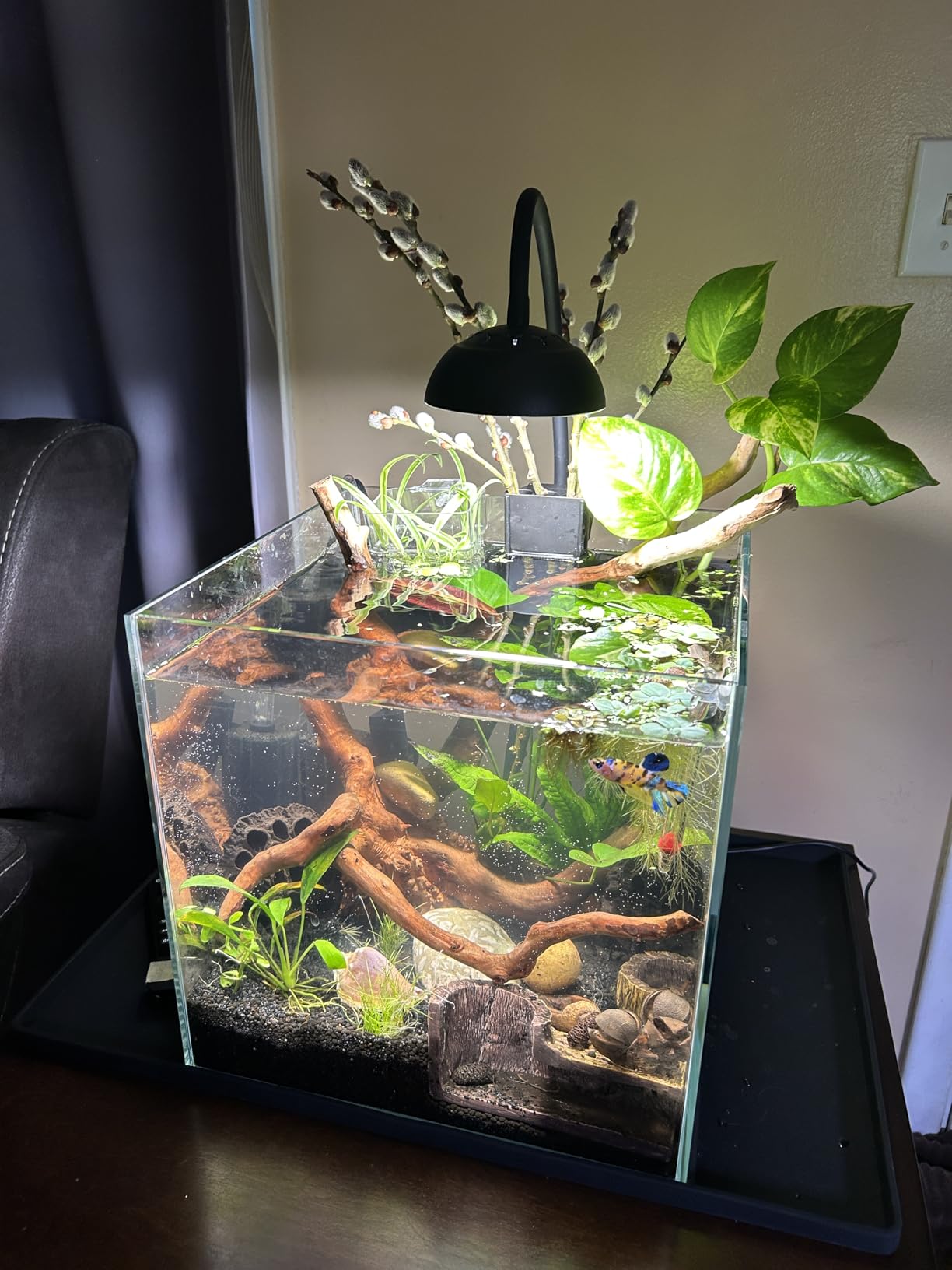 7Gal Ultra Clear Rimless Low Iron Glass Cubic Aquarium Tank (W11.81×D11.81×H11.81 inch(30x30x30cm)) 5mm Thickness Include Black Leveling Mat customer photo 2