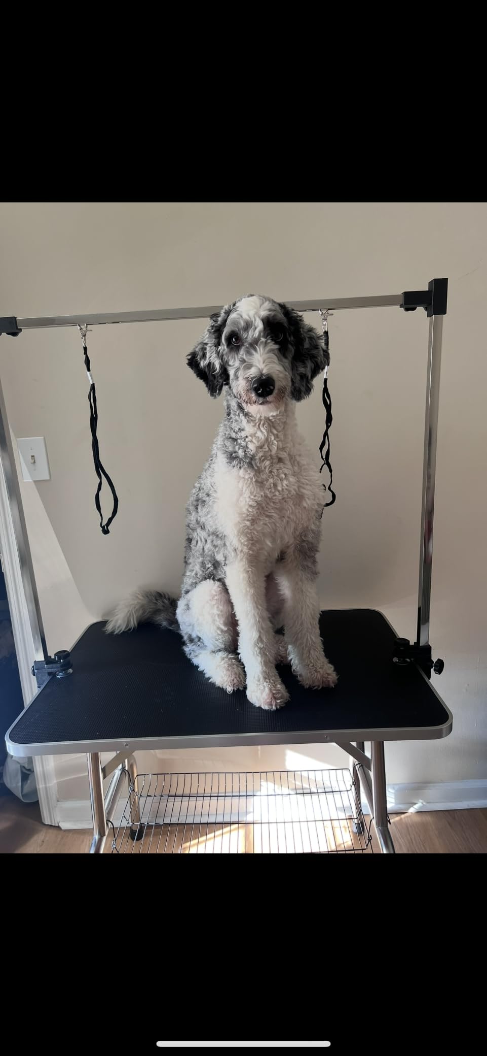 Lyromix 36'' Foldable Dog Grooming Table with Arms/Nooses/Mesh Tray, Black customer photo 2