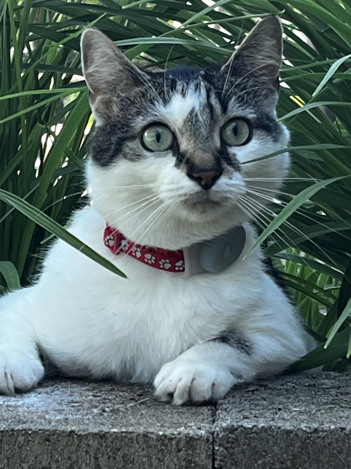 Tabcat V2 Cat & Kitten Tracker - More Accurate Than GPS - No Monthly Fee or Subscription - Includes 2 Homing Tags - Up to 150m Range - Small & Lightweight Tags Perfect to Find Indoor & Outdoor Cats customer photo 1