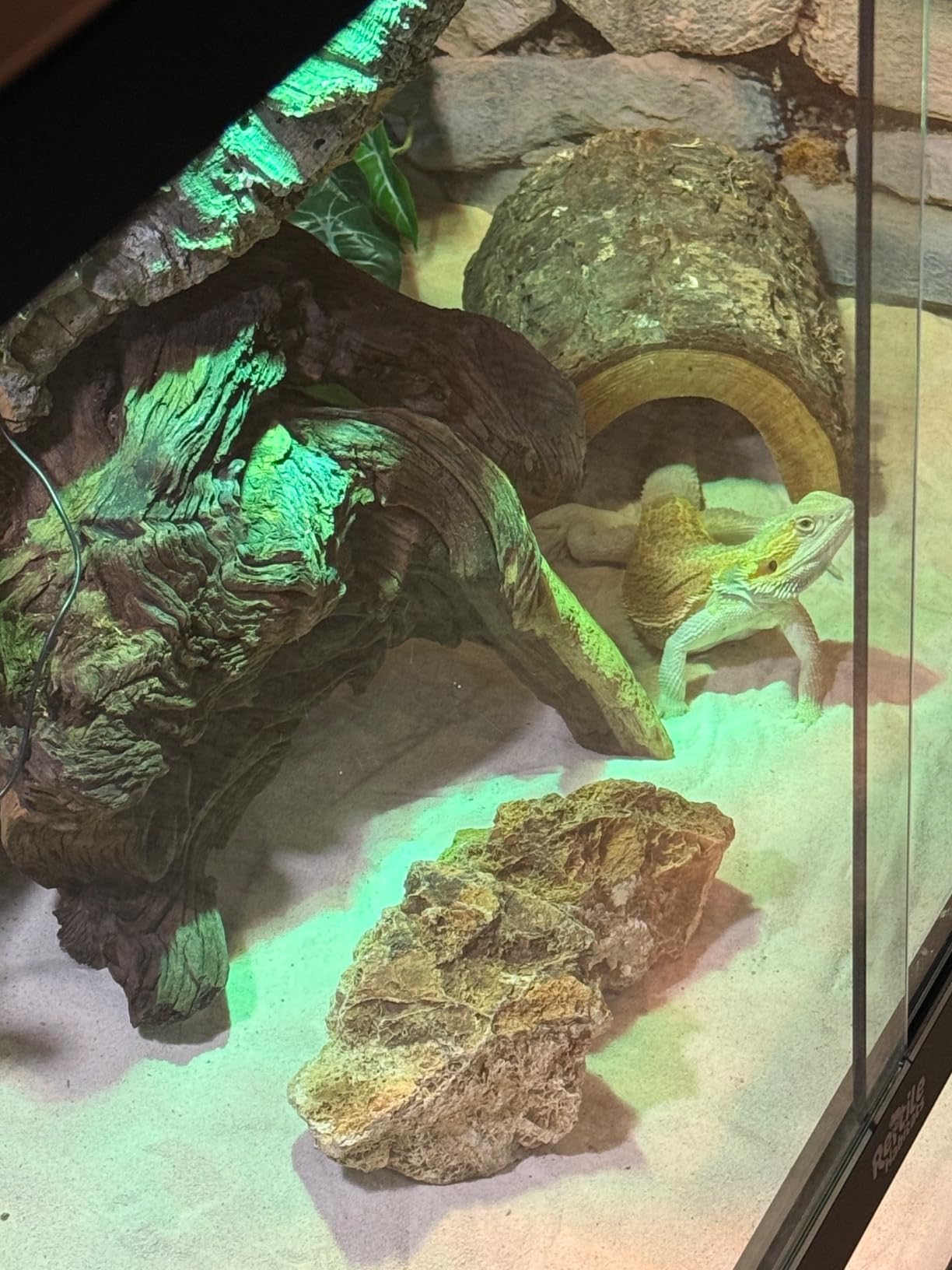 Reptile Habitats 4x2x2 (120 Gallon) Reptile Enclosure V3 PVC Panels, Glass Doors, Lightweight, Easy to Assemble, Heavy Duty Screen, Aluminum Frame customer photo 2