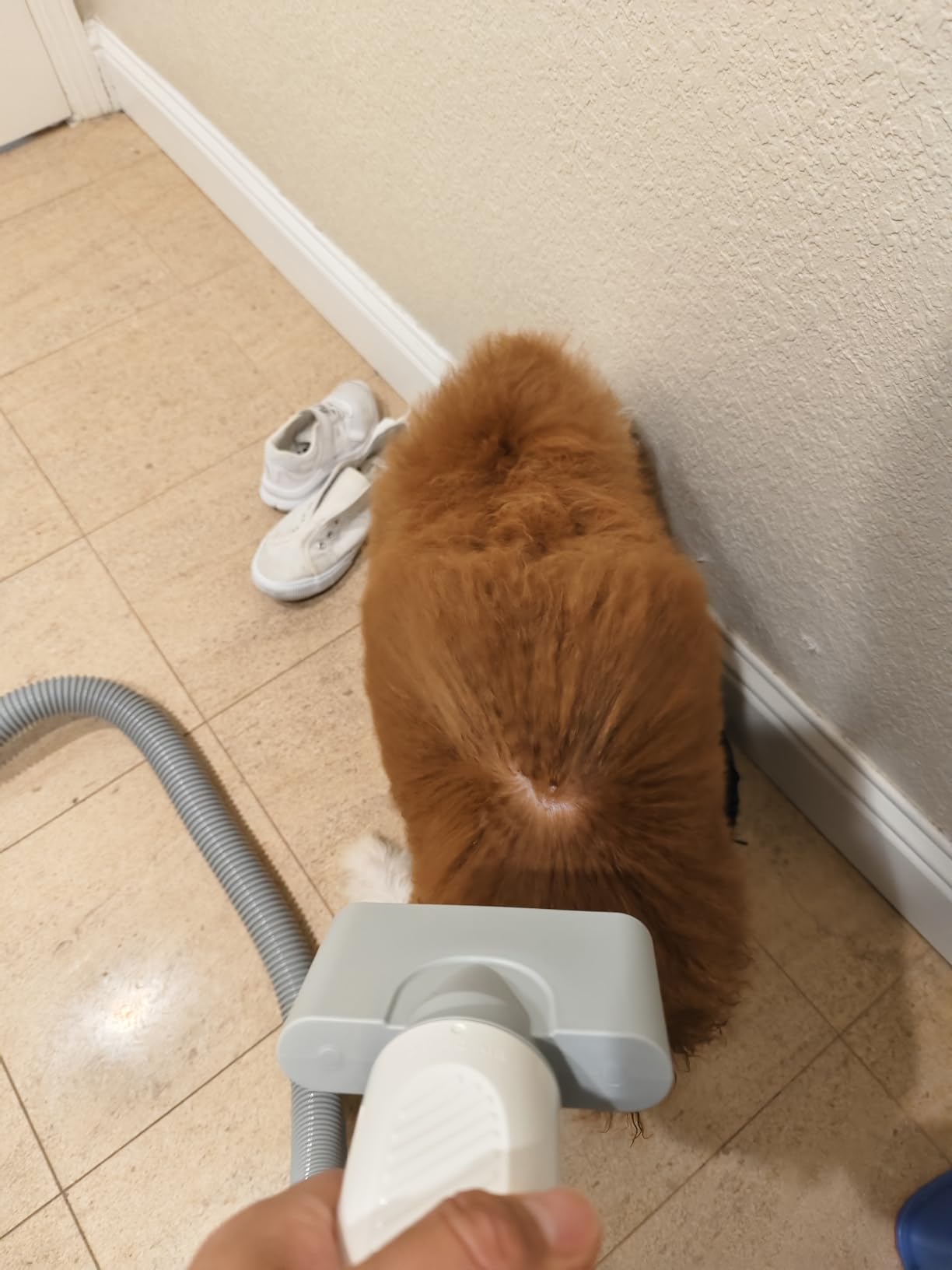 HomeRunPet Dog Dryer for Grooming, 43dB Ultra Quiet Pet Blow Dryer customer photo 1