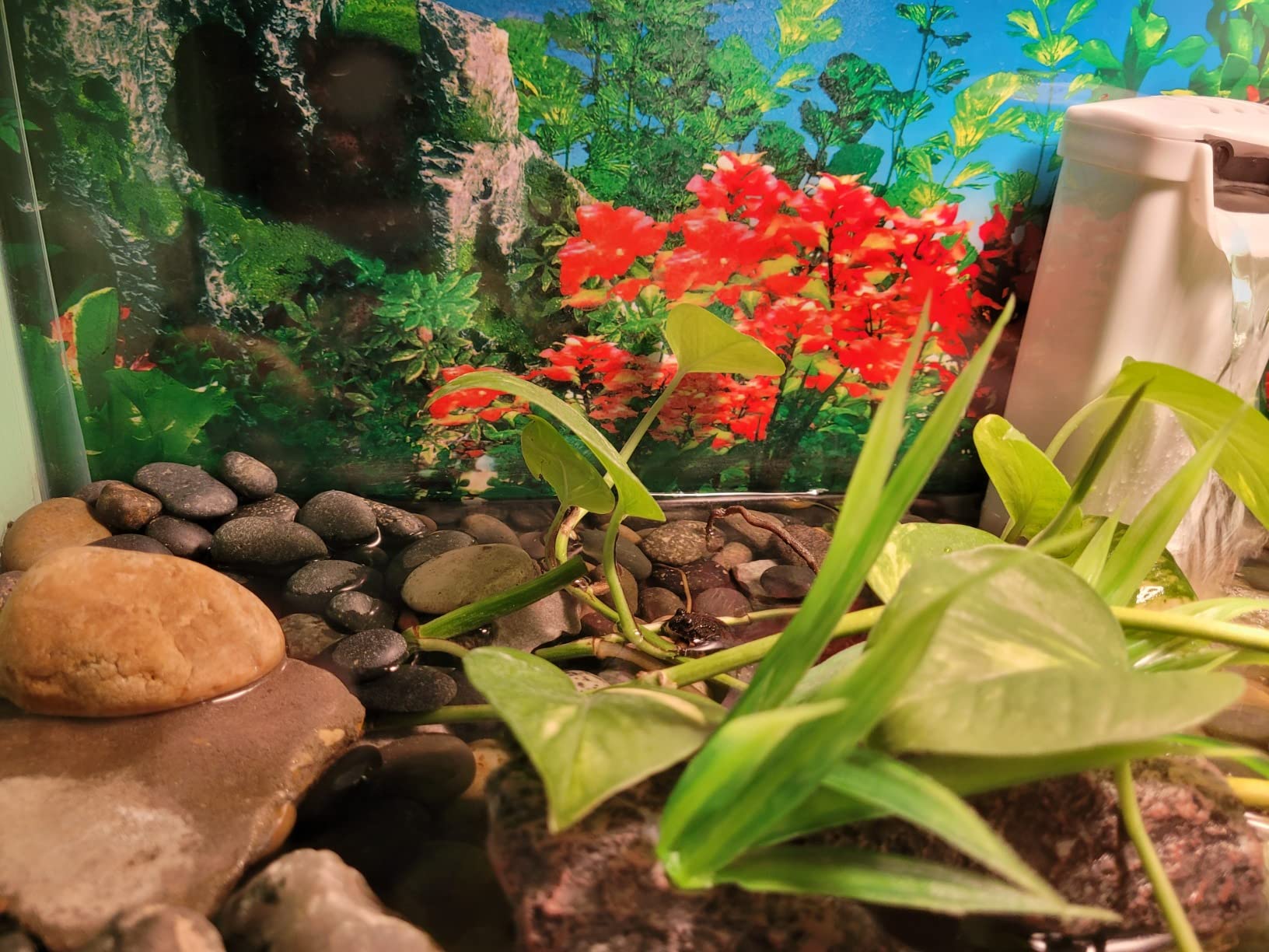 Aquarium Filter Fish Tank Filter for Turtle Tanks, Reptiles, Amphibians, Frog, Cichlids, Newt or Fish Tank Waterfall Flow Water Clean Pump (Black Filter) customer photo 1