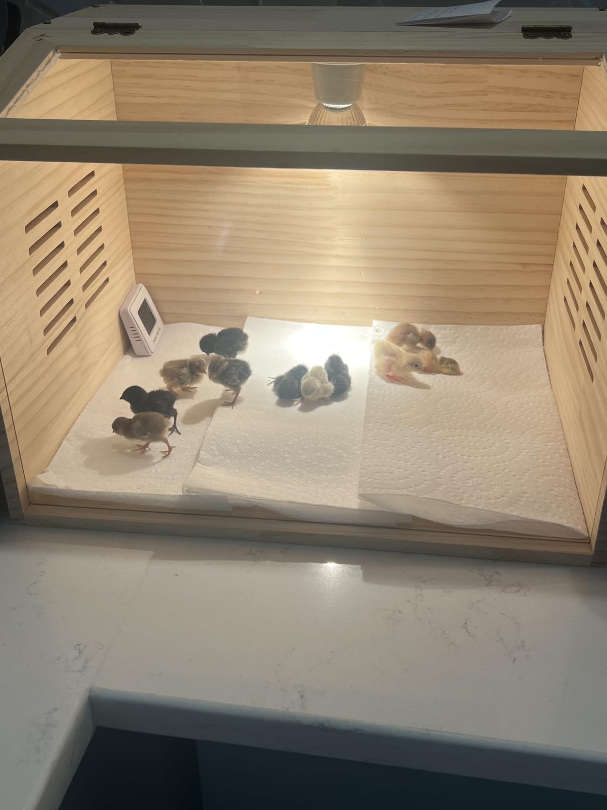 Brooder Box for Chicks, Chicken Brooder with Heater for Baby Poultry customer photo 2