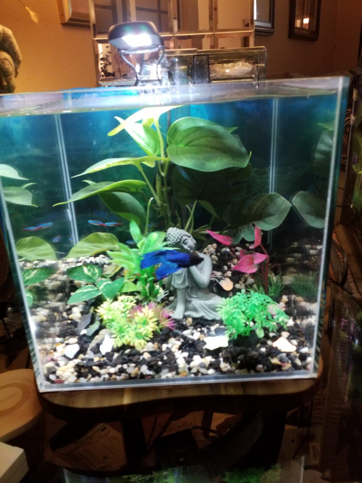 Aqua Worx 2 Gallon Clear Glass Cube Rimless Tank - Space Saving Aquarium - 7.87 x 7.87 x 7.87 inches customer photo 1