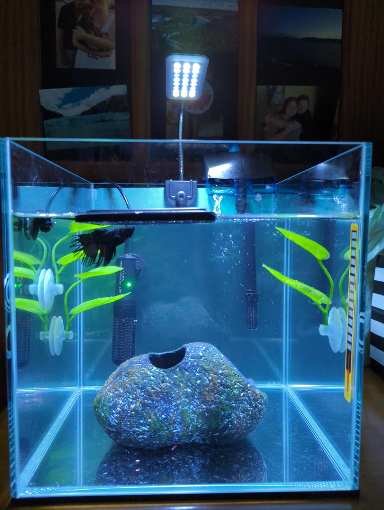 Aqua Worx 2 Gallon Clear Glass Cube Rimless Tank - Space Saving Aquarium - 7.87 x 7.87 x 7.87 inches customer photo 2