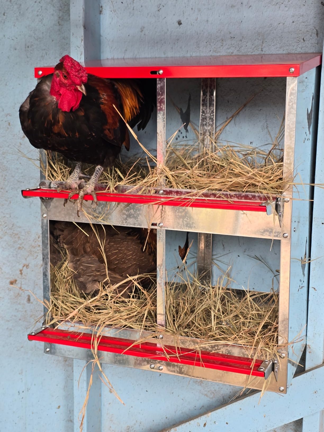 Chicken Nesting Boxes - 6 Compartment Metal Poultry Nest Box Wall Mount for Chickens, Hens, Ducks - Easy Egg Collection - Large Vented Holes Chicken Coop Equipment (6 Compartment) customer photo 1