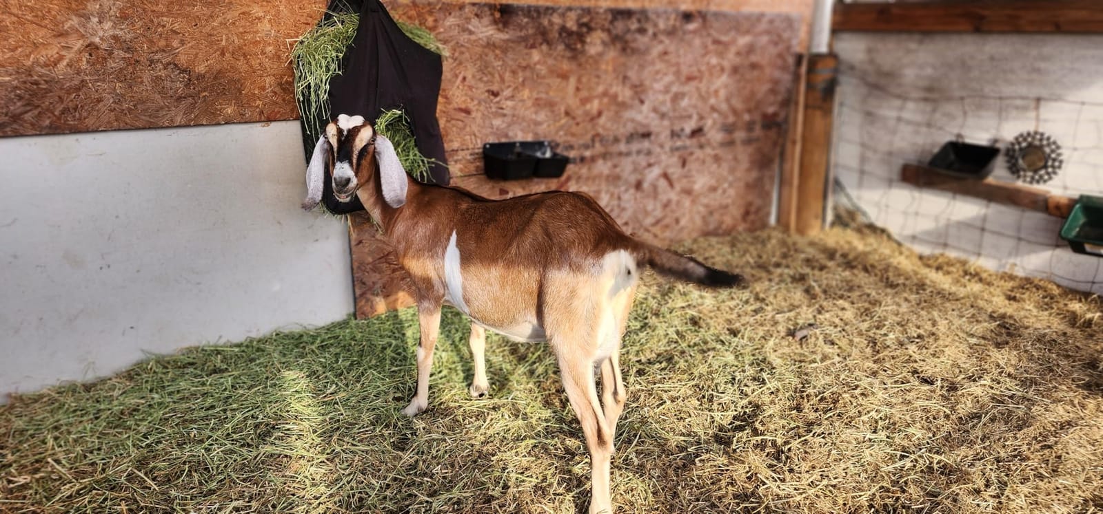 Hay Bag Hanging Goat Feeder Tote with Adjustable Strap customer photo 2