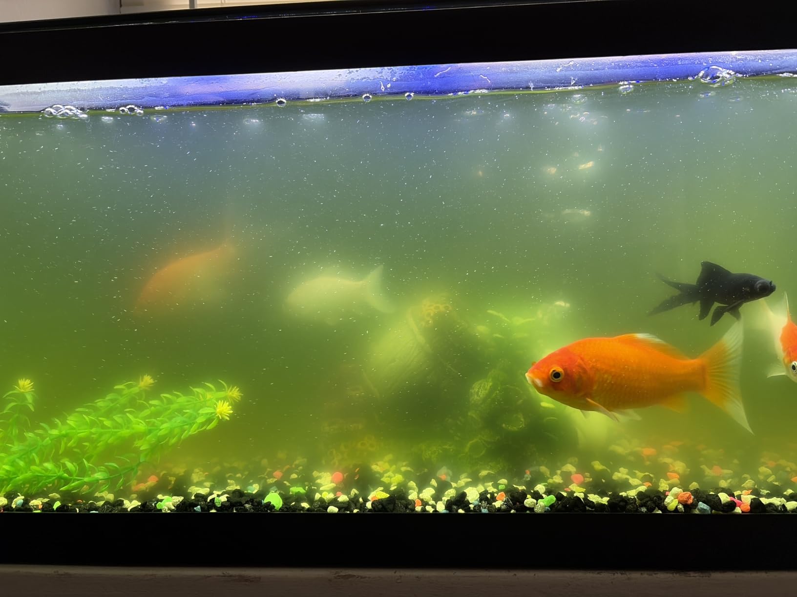 TARARIUM U-V Aquarium Filter for Fish Turtle Tank,Medium fit 20-75Gal customer photo 1