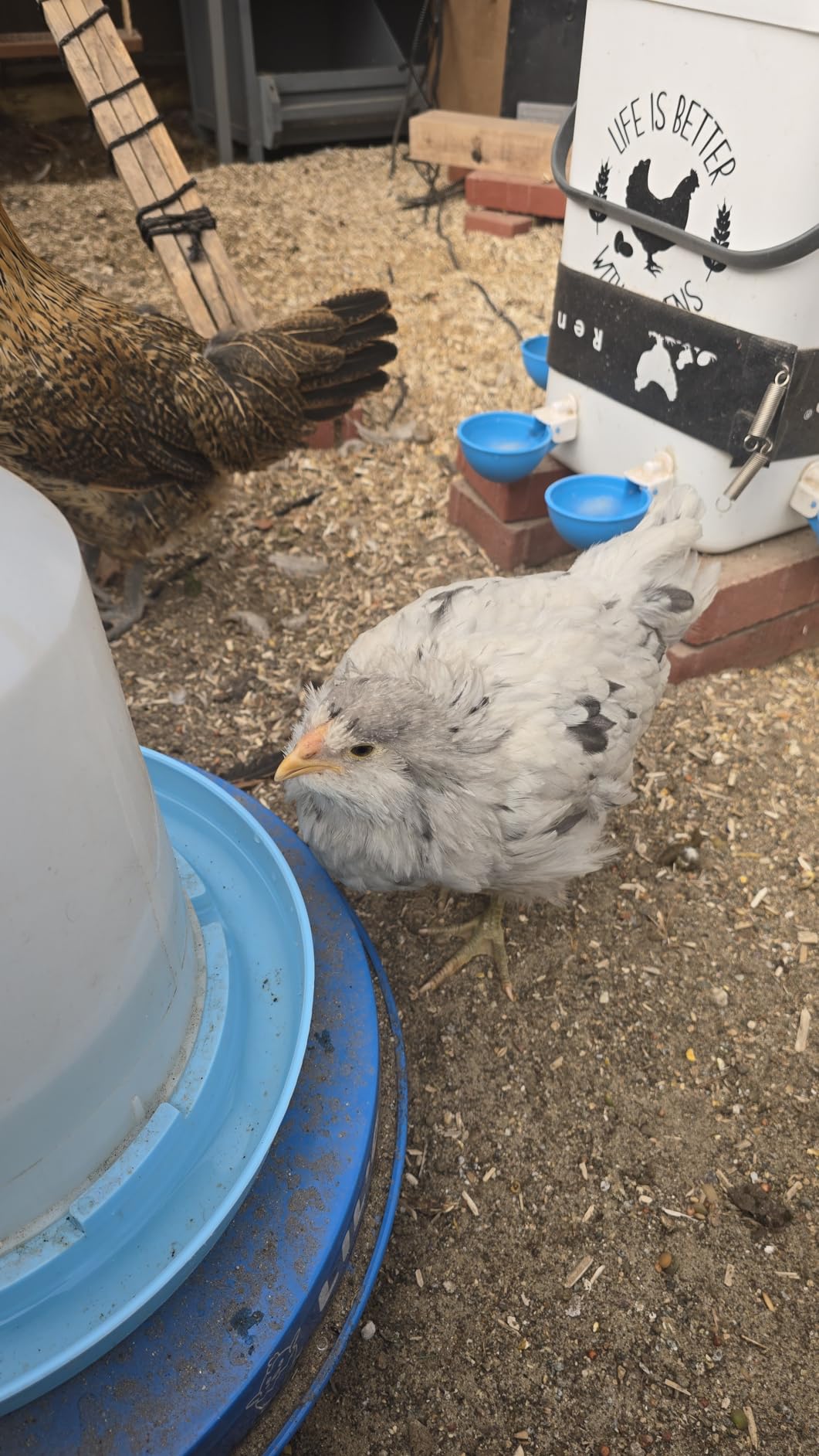 Lil'Clucker Heated Base for Chicken Waterer – Automatic Metal Freeze Proof Heated Chicken Waterer with Heater & LED – Poultry Heated Waterer for Winter (Blue, 13 Inch) customer photo 1