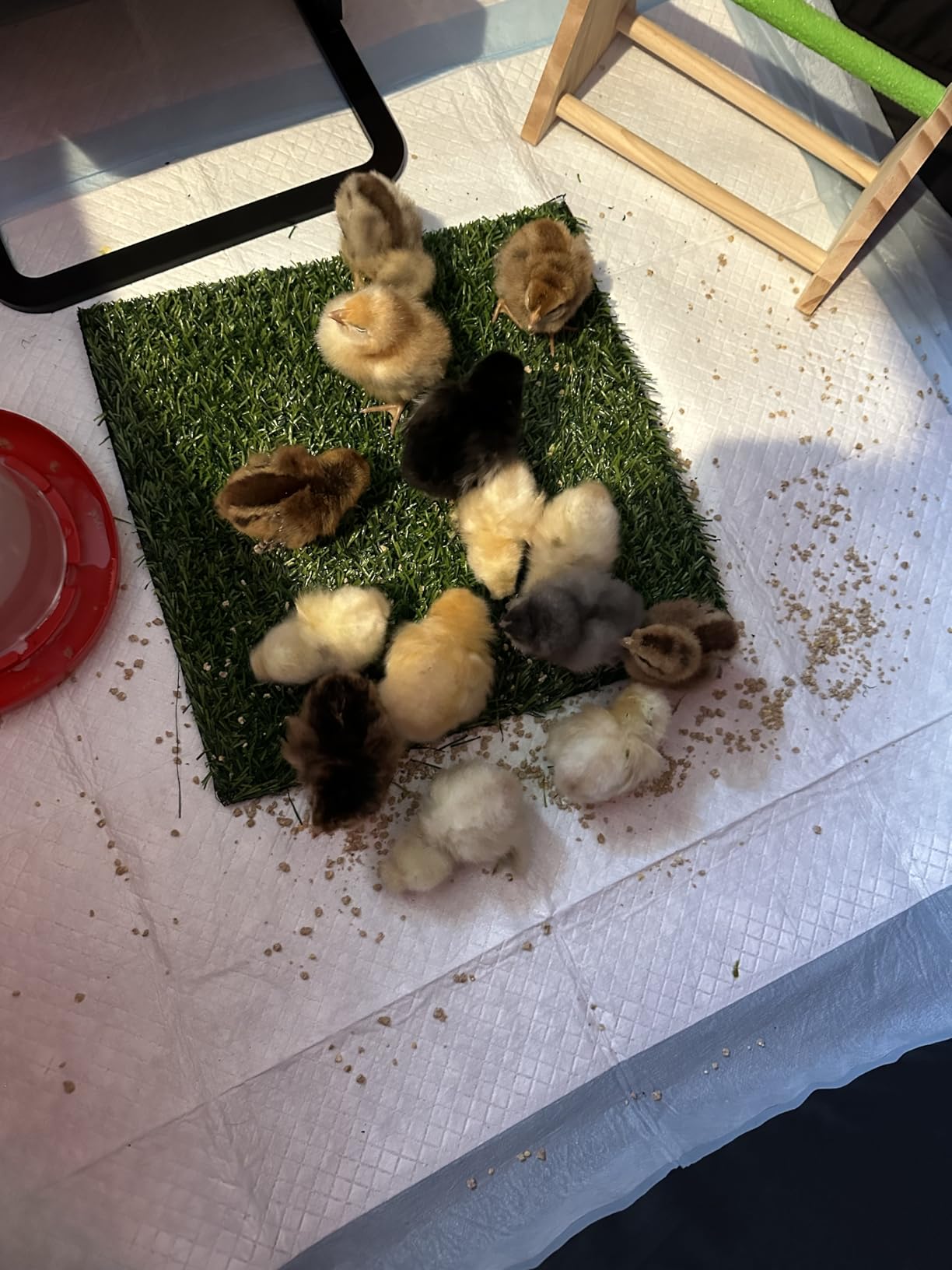 Brooder Box for Chick Starter Kit - 2026 Upgrade Dual Door Chicken Brooder Pen/Playpen/Tent with 10*10 in Brooder Heating Plate,Nesting Pad,Chicks Feeder&Waterer,Chick Perch Up to 15 Chicks,Duck,Quail customer photo 1