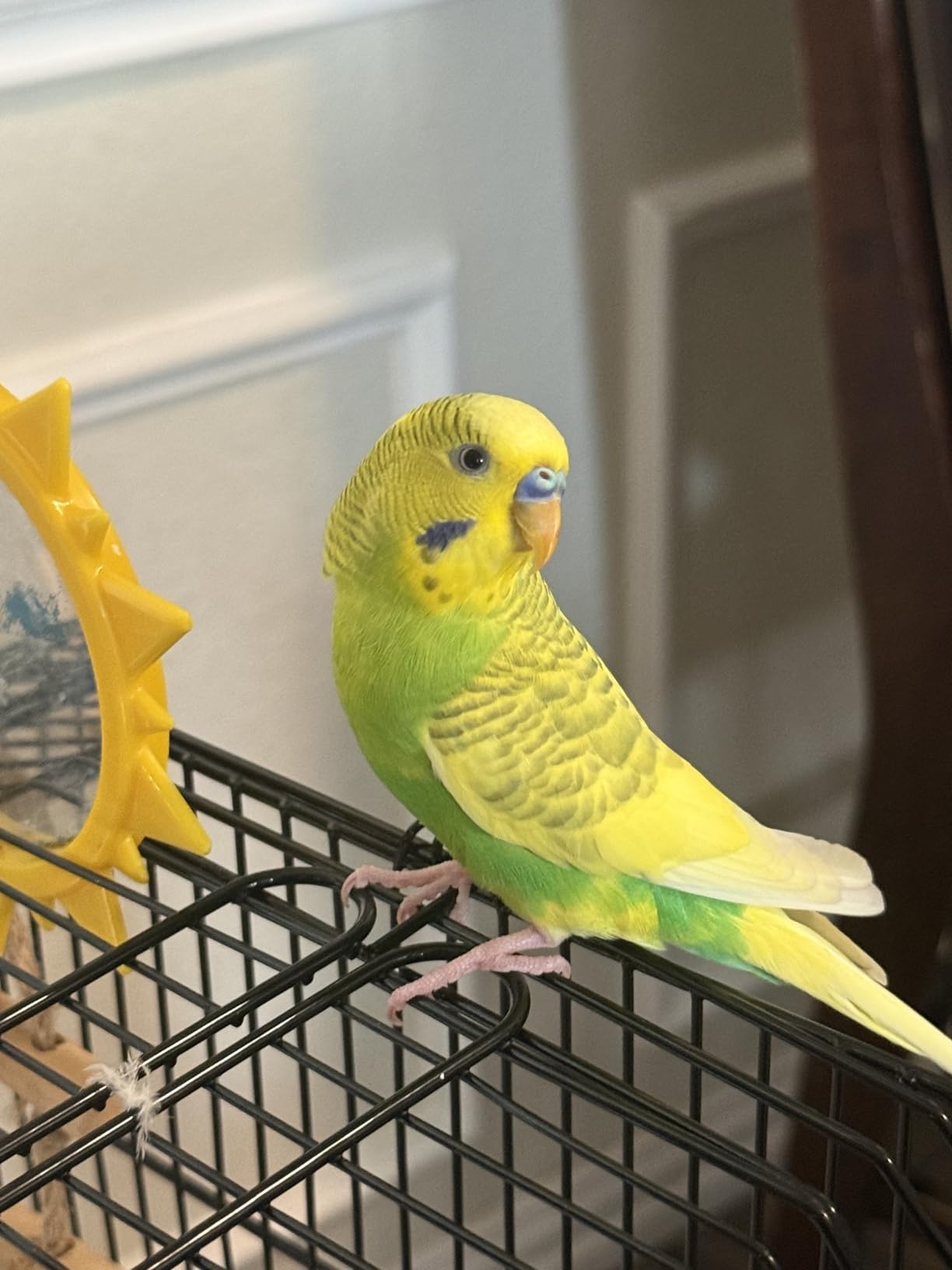 VEVOR 64-inch Open Top Large Parrot Bird Cage with Detachable Rolling Stand for Parakeets Finches Canaries Lovebirds Cockatiels Budgies Small Quaker Conures Flight Birdcage with Swing and Perch customer photo 2