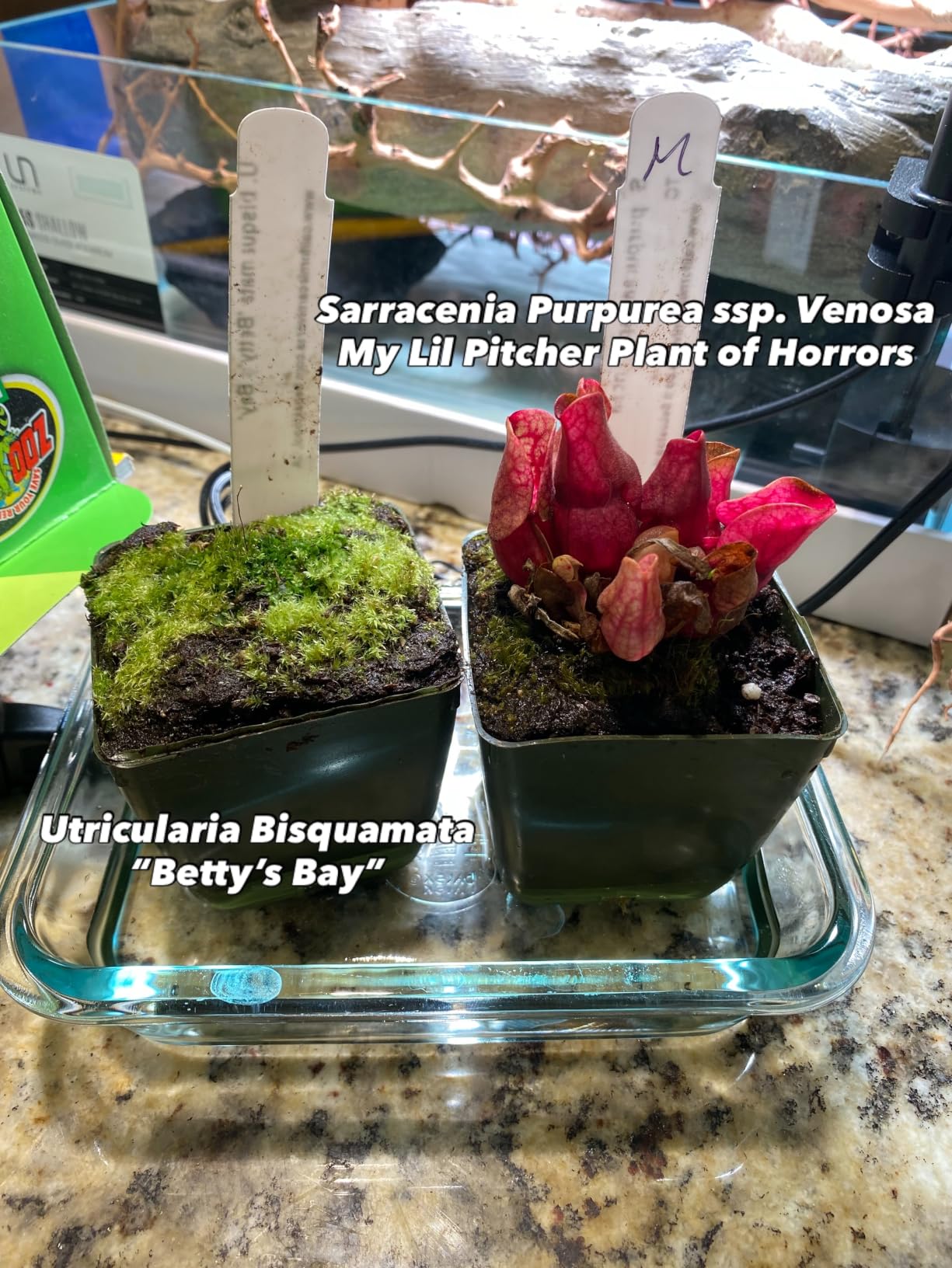 FZONE Solo Series Nano LED Aquarium Light, Full Spectrum and Dimmable, App-Controlled, for Freshwater and Planted Tanks customer photo 2