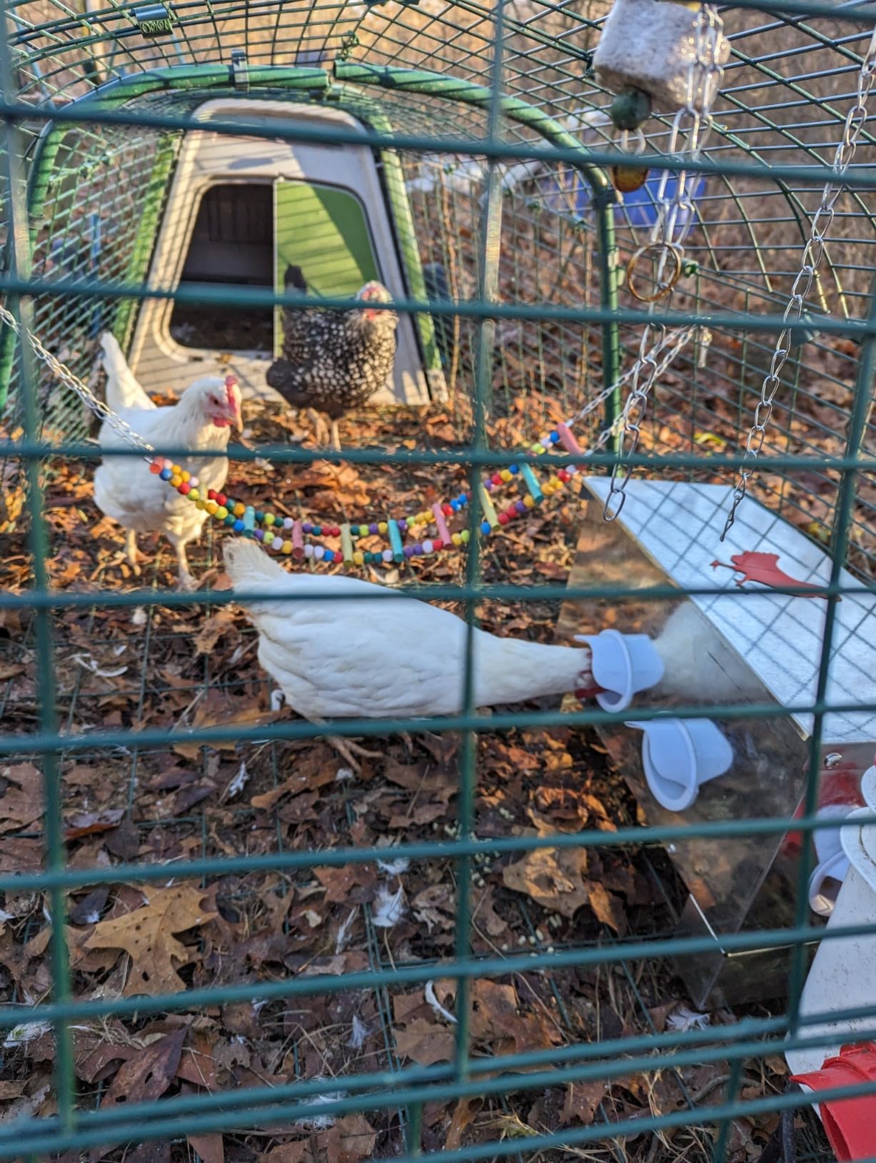 60-90lb Automatic Chicken Feeder customer photo 2