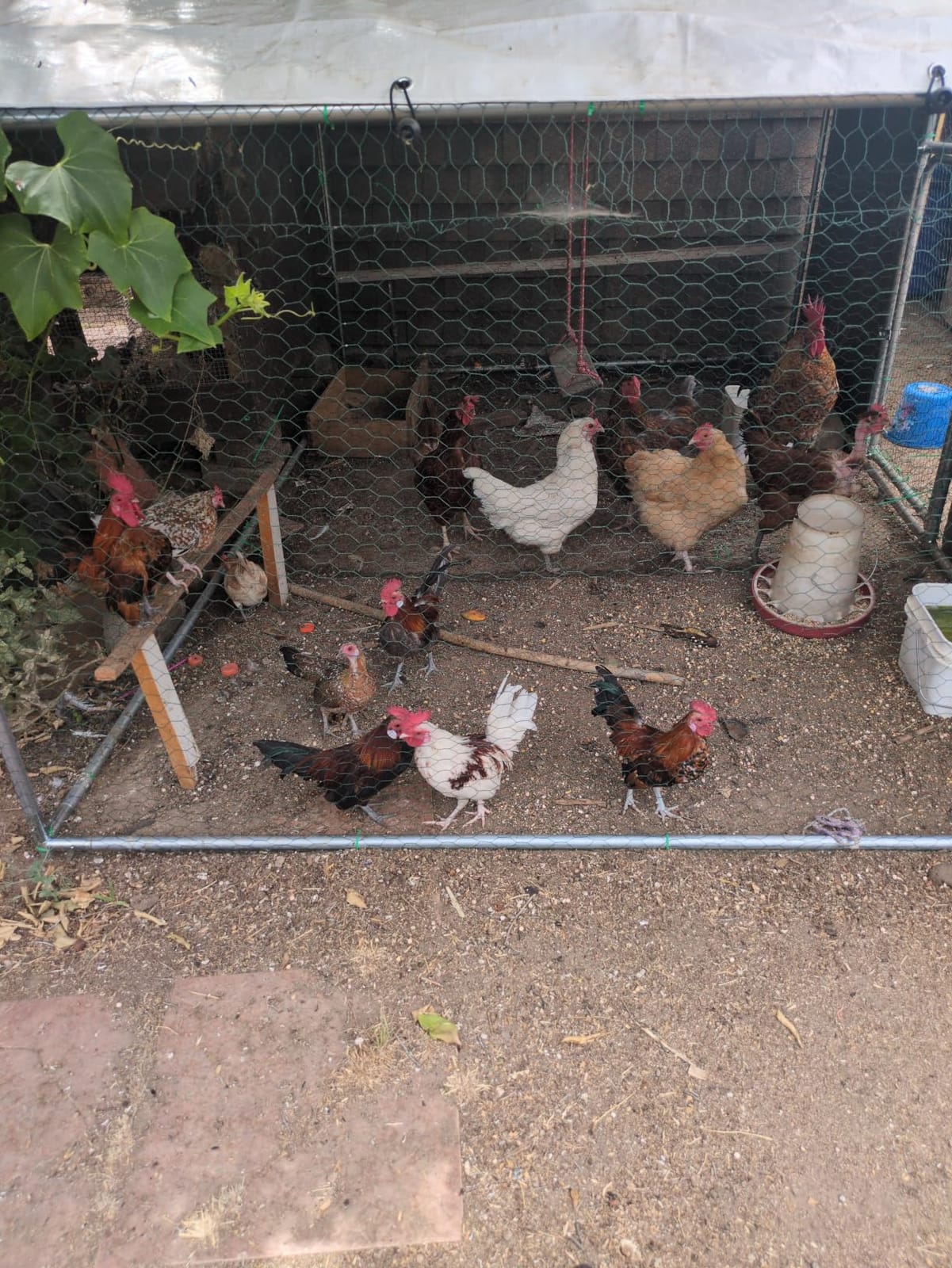 UDPATIO Large Metal Chicken Coop Walk in & Run – Heavy Duty Outdoor Poultry Run with Protective Cover for 10-15 Chickens, Ducks, or Rabbits | Predator-Proof & Weather-Resistant customer photo 1