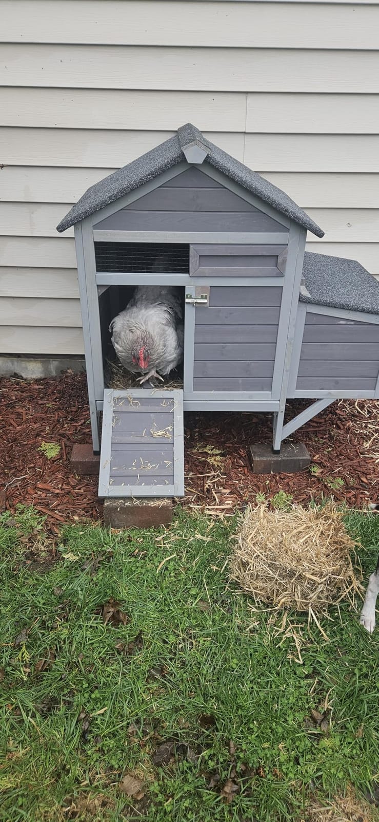 Chicken Coop with Wheels, Outdoor Chicken Tractor with Leak-Proof Tray, UV-Resistant Roof & Nesting Box for Chickens, Ducks, Rabbits customer photo 1