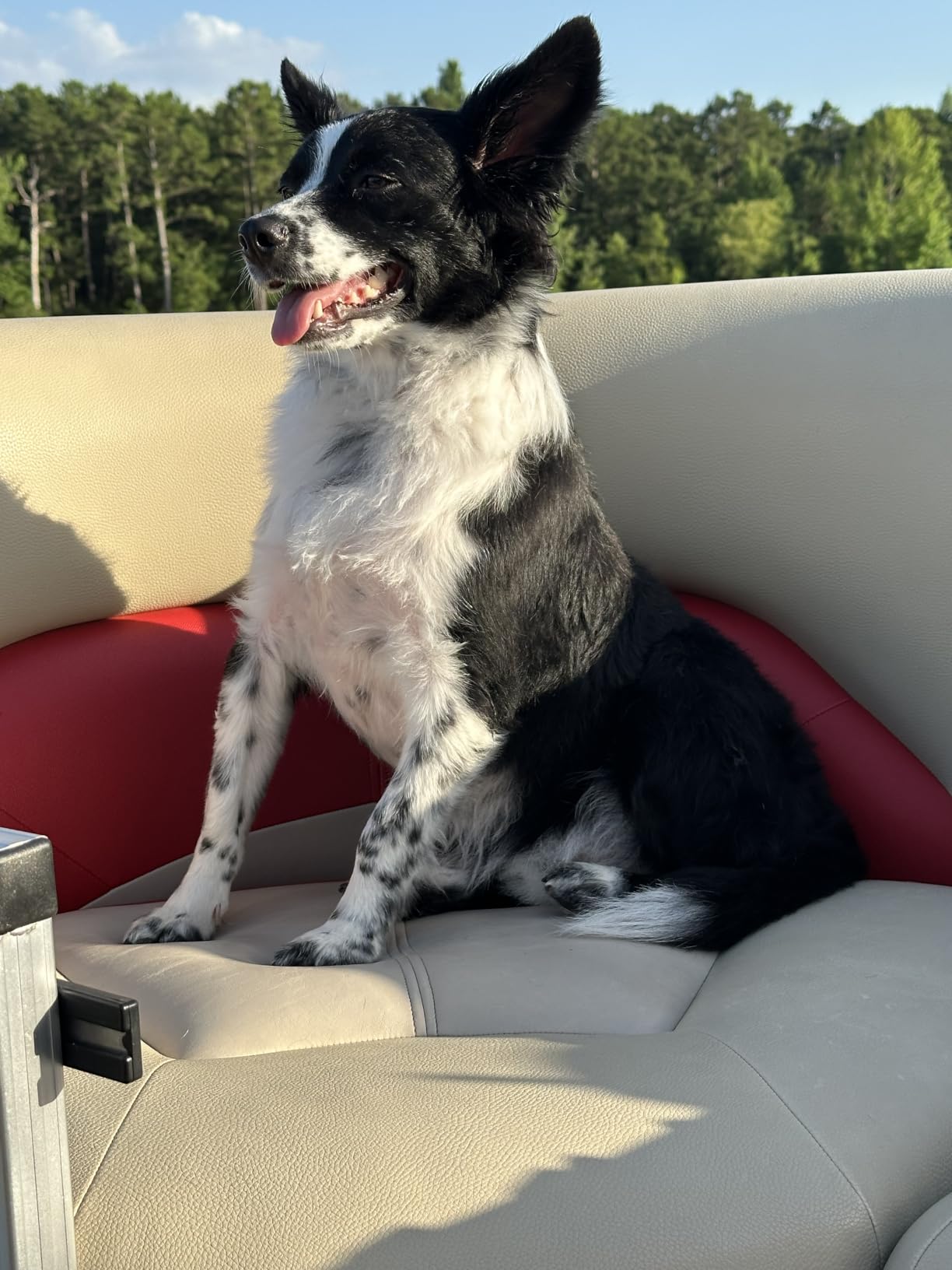 Petsaunter Dog Clippers for Grooming, 4-Speed & LCD, Low Noise Electric Trimmer for Grooming, TypeC Rechargeable Dog Hair Clippers, Super Quiet for Dogs & Pets with Thick or Heavy Coats(C95) customer photo 2
