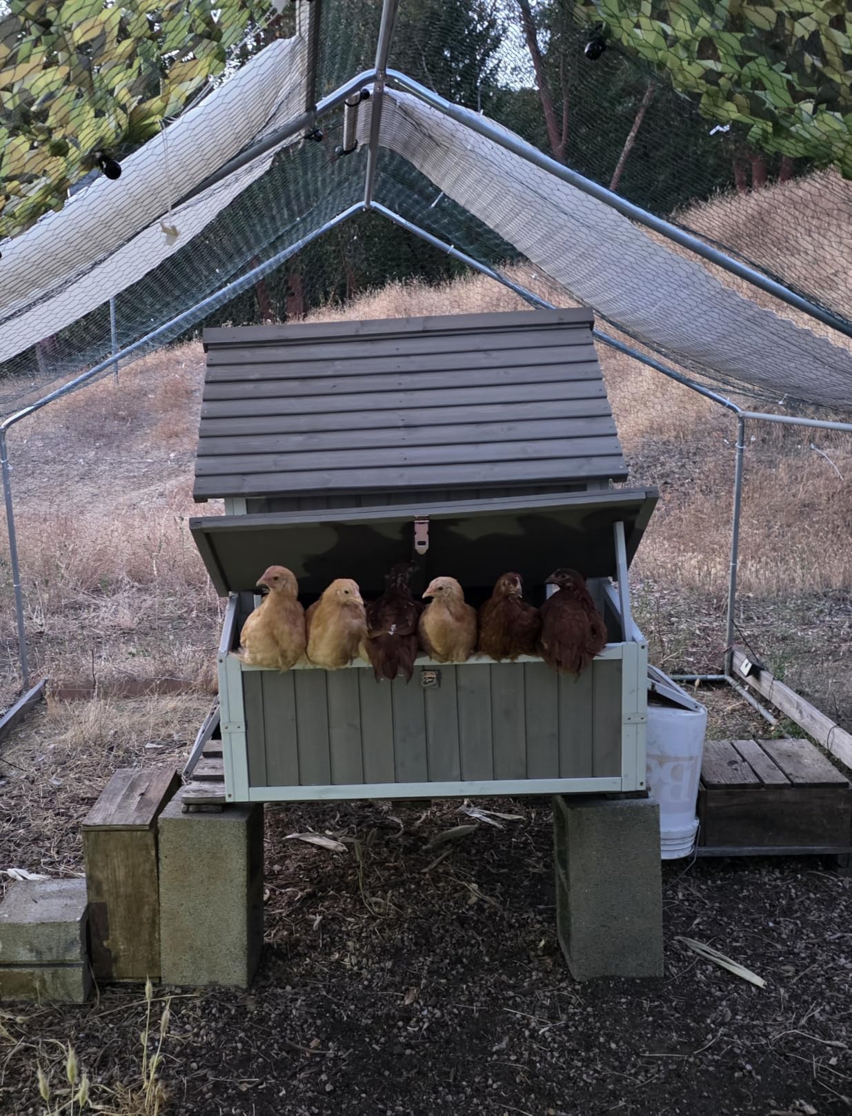 Large Chicken Coop with Wheels, Outdoor Hen House Tractor for 3-6 Chickens customer photo 2